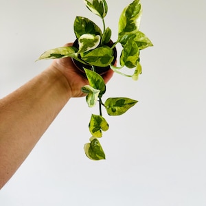 Pothos Lizard Queen - New Pothos Sport - Variegated Epipremnum - Live Houseplant in 3” Pot