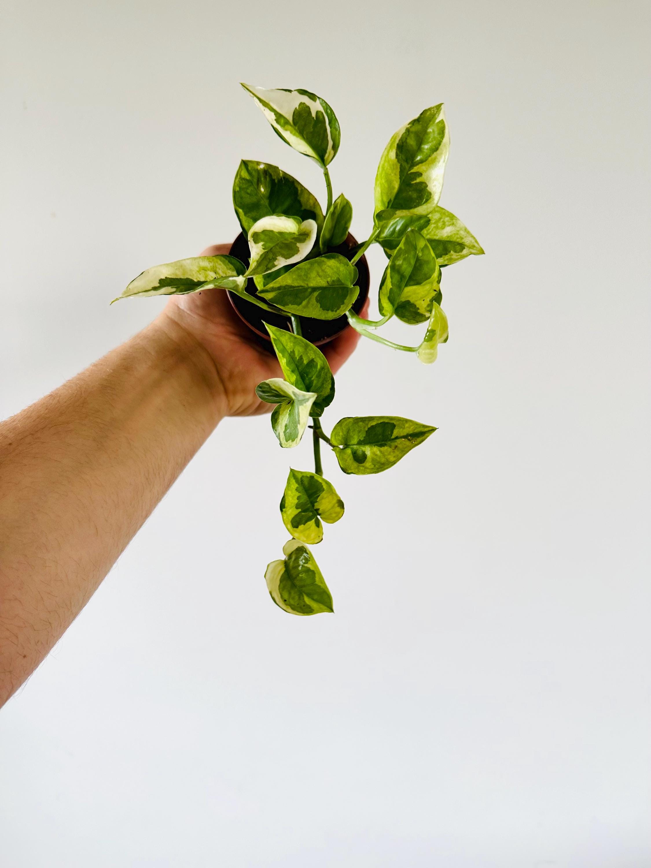 Pothos Lizard Queen - New Pothos Sport - Variegated Epipremnum - Live  Houseplant in 3 Pot - Etsy