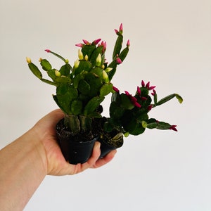 Mini Spring Cactus - Multiple Colors - Schlumbergera syn. Rhipsalidopsis Gaertneri -  Holiday Cactus - Live Plant in 3” Pot