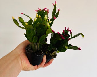 Mini Spring Cactus - Multiple Colors - Schlumbergera syn. Rhipsalidopsis Gaertneri -  Holiday Cactus - Live Plant in 3” Pot