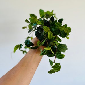 May include: A vibrant green plant with oval-shaped leaves and dark green stems. The plant is held in a hand against a plain white background. The leaves have a textured appearance with prominent veins, creating a lush, full look.