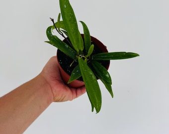 Hoya Minibelle - Hybrid Wax Plant - Live Plant in 4” Pot