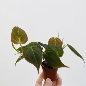 May include: A small potted plant with dark green, heart-shaped leaves and reddish stems. The leaves have a prominent central vein and a slightly lighter green color near the edges. The plant is in a small brown plastic pot.