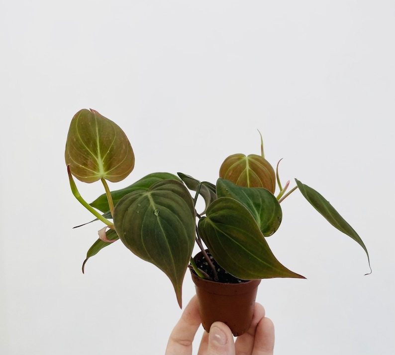 May include: A small potted plant with dark green, heart-shaped leaves and reddish stems. The leaves have a prominent central vein and a slightly lighter green color near the edges. The plant is in a small brown plastic pot.