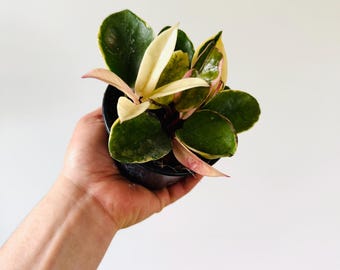 Hoya Carnosa cv. Snowball Albomarginata - Hoya abigarrada - Planta viva en maceta de 10 cm
