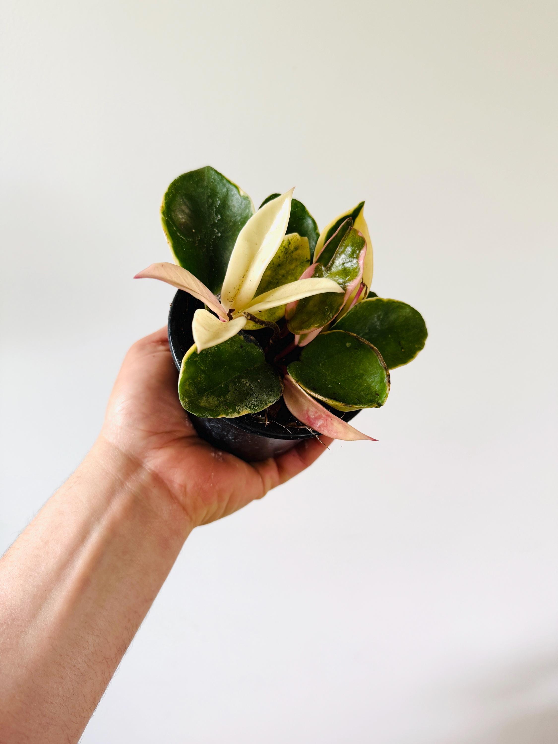 Hoya Carnosa Cv. Snowball Albomarginata - Variegated Hoya - Live