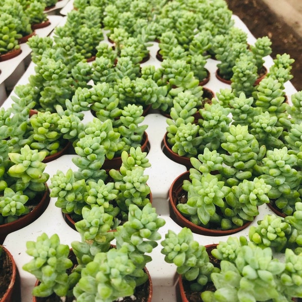 Burro’s “Burrito” Tail - Sedum Morganianum - Compact Form Burrito Tail - Trailing Plant - Succulent