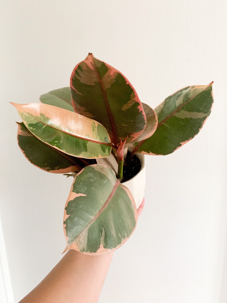 Ficus Ruby Elastica Variegated Tricolor Tropical Plant Etsy
