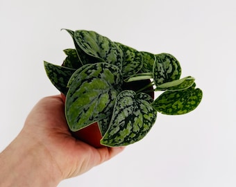 Scindapsus Tricolor ‘Dark Form’ - Rare Aroid - Black Variegated Scindapsus - Live Plant in 4” Pot