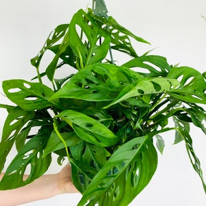 Swiss Cheese Plant Monstera Adansonii Multiple Sizes Tropical Houseplant image 3