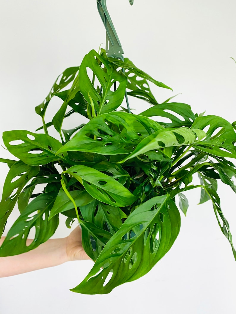 Swiss Cheese Plant Monstera Adansonii Multiple Sizes Tropical Houseplant image 3