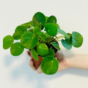 Pilea Peperomioides - Chinese Money Plant - Pancake - UFO - Pepperoni - Plant - Easy care house plant