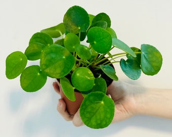 Pilea Peperomioides - Chinese Money Plant - Pancake - UFO - Pepperoni - Plant - Easy care house plant