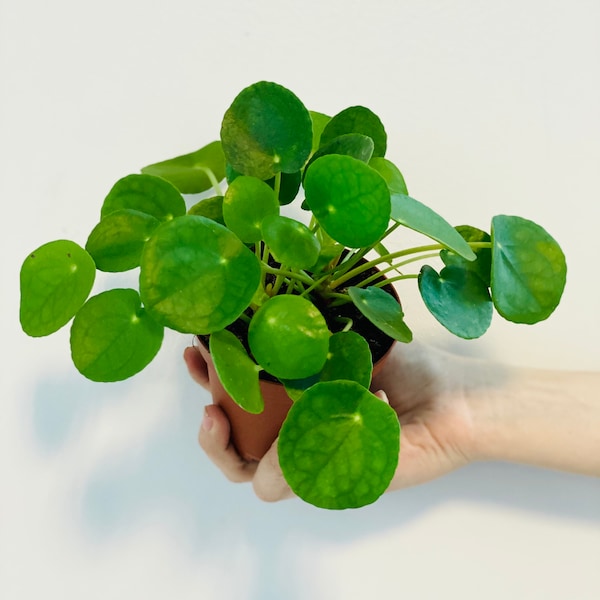 Pilea Peperomioides - Chinese Money Plant - Pancake - UFO - Pepperoni - Plant - Easy care house plant