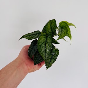 May include: A small Monstera siltepecana plant with heart-shaped, pointed leaves. The foliage features a distinct silvery-green color with a prominent dark green vein pattern, creating a textured, metallic appearance across the surface of each leaf.
