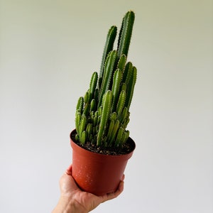 Fairy Castle Cactus Very Large Easy Houseplants Best Beginner Plants 6 Pot image 3