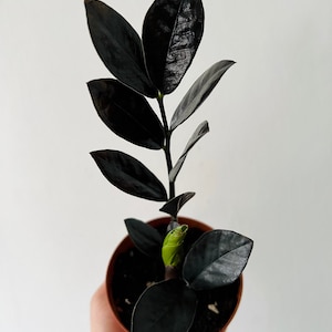 ZZ Nova Star - Easy plant- Low light plant-Zamioculcas Zamiifolia - Live Plant in 4” or 6” Pot