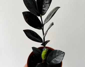 ZZ Nova Star - Easy plant- Low light plant-Zamioculcas Zamiifolia - Live Plant in 4” or 6” Pot