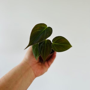 Philodendron Micans - Full Heads - Starter Plants - Available in 2” Pots