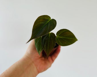 May include: A small houseplant with dark green, heart-shaped leaves. The plant is being held in a person's hand.