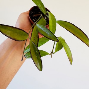 Hoya aff. Kentiana - IML 0834 - Butterscotch Hoya - Live Plant in 2” Pots