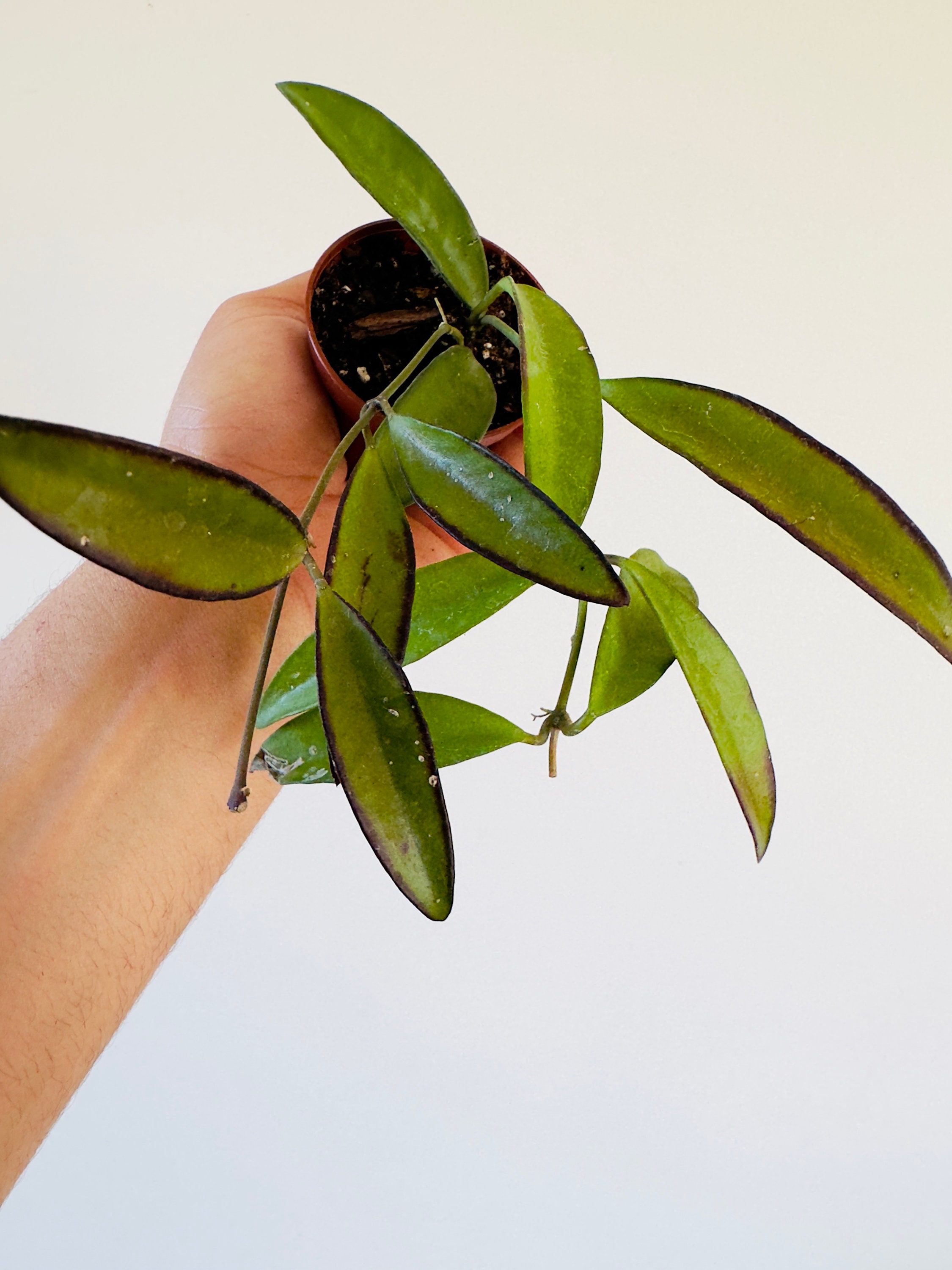 Hoya aff. Kentiana - IML 0834 - Butterscotch Hoya - Live Plant in 2” Pots