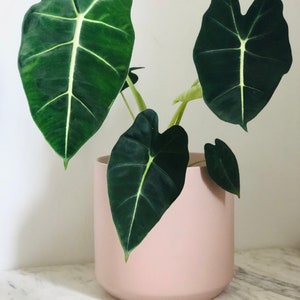 Modern Matte Pot - Neutral Tone - Muted Pink Planter