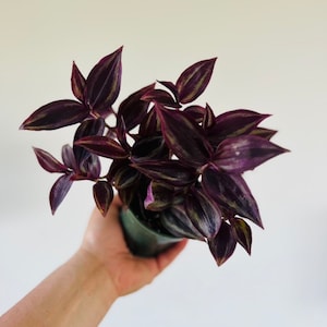 May include: A Tradescantia zebrina plant in a small dark green plastic pot. The plant features pointed, lance-shaped leaves with deep purple and dark green striped patterns, arranged in a dense, branching cluster with a trailing growth habit.