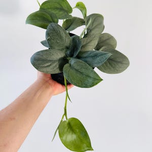 May include: A silver-leaved houseplant with trailing vines in a black pot. The plant has light green leaves on the trailing vines.