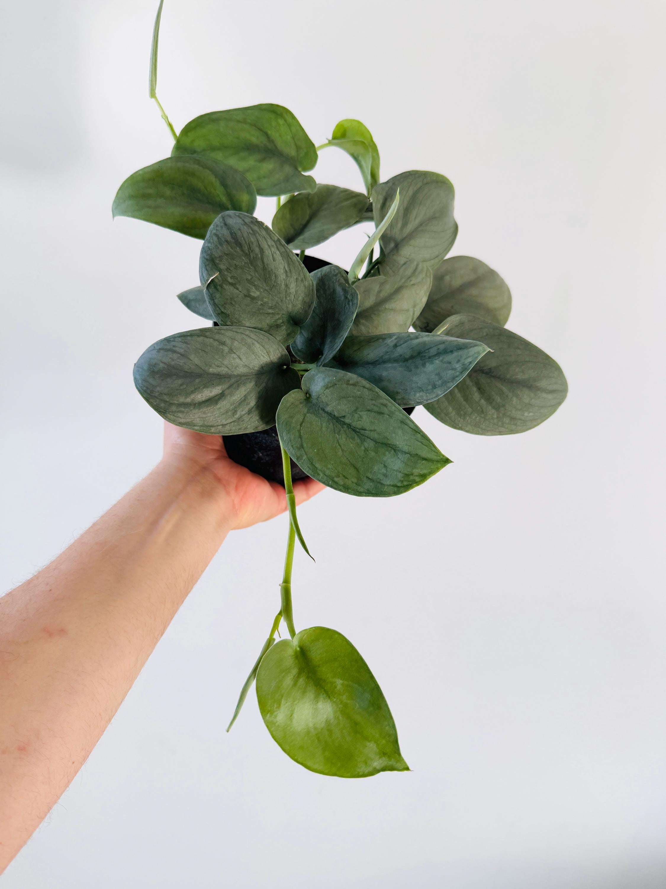 Scindapsus Platinum Lava - Rare Plants - Live Houseplant in 6” Pot