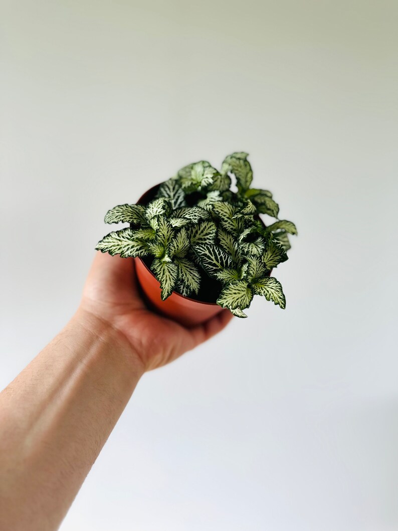 BrumleyandBloom Fittonia Nerve Plant