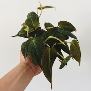 May include: A close-up of a Philodendron plant with dark green, heart-shaped leaves. The leaves have a velvety texture and a reddish-brown underside. The plant is held against a white background, showcasing its lush foliage.