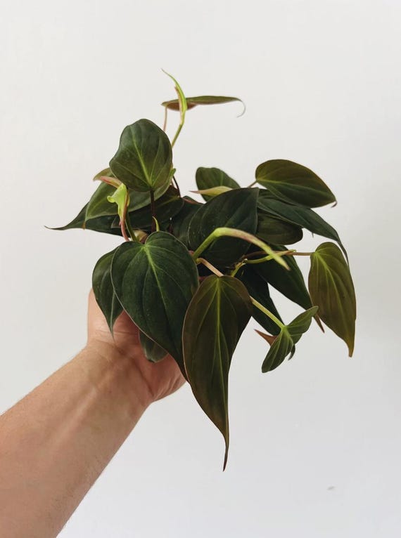 Philodendron Micans - Velvet Leaf - Aroid - Heart Shaped Philodendron - Tropical Houseplant