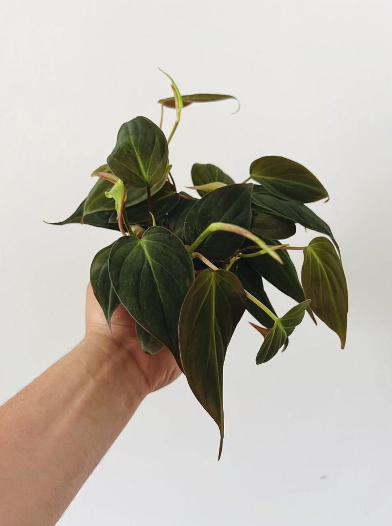 May include: A close-up of a Philodendron plant with dark green, heart-shaped leaves. The leaves have a velvety texture and a reddish-brown underside. The plant is held against a white background, showcasing its lush foliage.