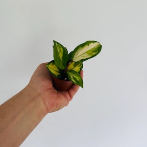 May include: A small potted plant with green and yellow variegated leaves. The plant is held in a brown pot and is set against a white background. The leaves have a creamy white edge.