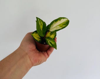 RARE Hoya Rigidifolia Variegated Unrooted Cutting (1 Node, 2