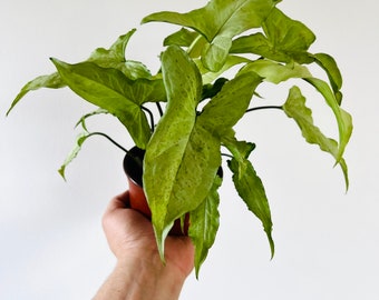 Syngonium Silver Fox - Rare Syngonium Podophyllum - Live Houseplant in 4” Pot
