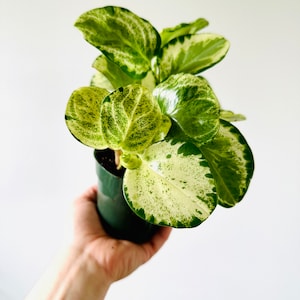 Peperomia HiColor - Splashy Rare Rubber Plant - Easy Plants - Beginner Plant - Live Houseplant in 4” Pot