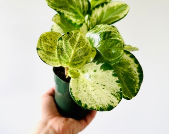 Peperomia HiColor - Splashy Rare Rubber Plant - Easy Plants - Beginner Plant - Live Houseplant in 4” Pot