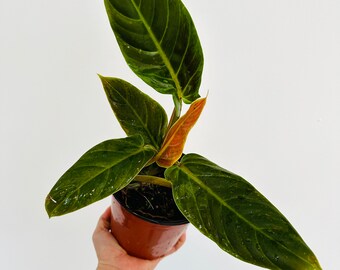 Philodendron Red Belly - Philodendron Subhastatum - Bicolor Aroids - Rare Plant - Live Plant in 6” Pot