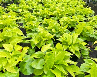 Pothos Neon - Epipremnum Aureum ‘Neon’ - Available in Multiple Sizes