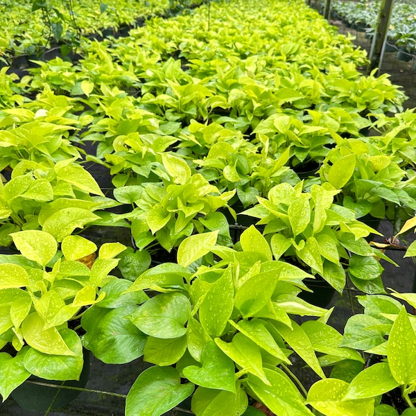 Pothos Neon - Epipremnum Aureum ‘Neon’ - Available in Multiple Sizes