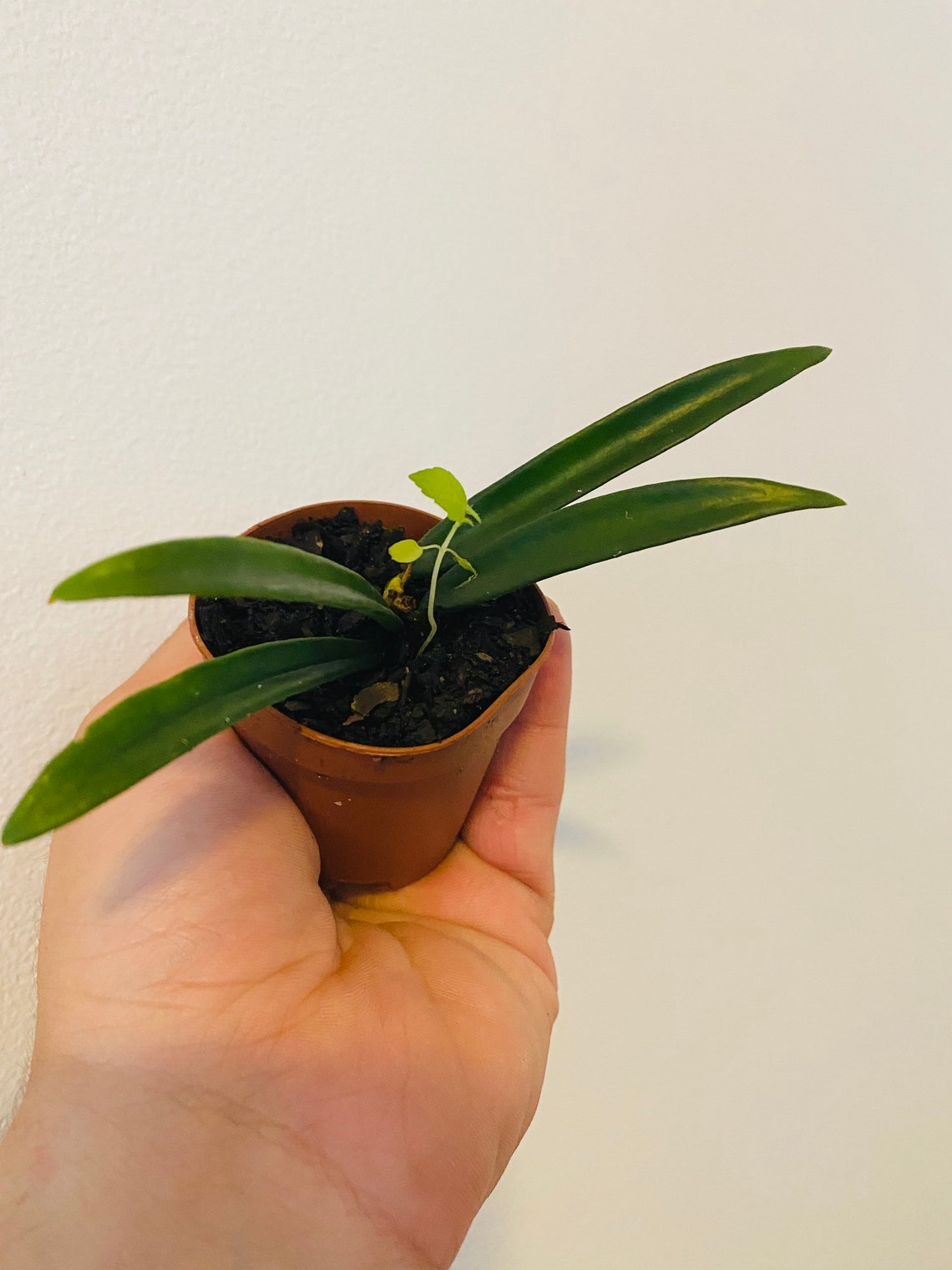 Hoya Shepardii String Bean Hoya Starter Hoya 2.5 Pot Etsy