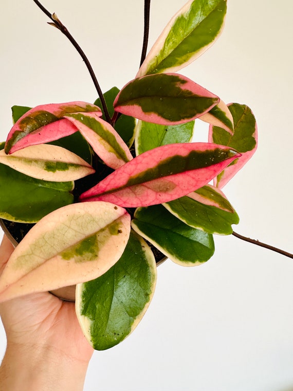 Hoya Flamingo Dream (Purple Pride): Pink Variegated Carnosa - 5
