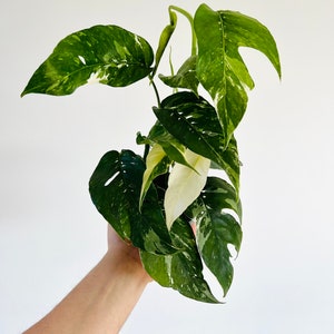 Spiritus Sancti Variegated - Etsy