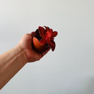 May include: A small potted plant with vibrant red and dark green leaves. The plant is in a terracotta-colored pot, held against a plain white background. The plant's leaves have a textured appearance.