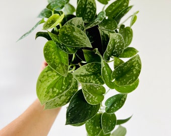 Scindapsus Silvery Anne - Satin Pothos - Full Heads & Trailing - Live Houseplant in 6” Pot