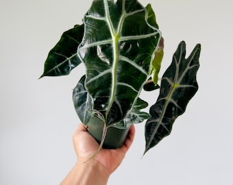 Alocasia Polly - African Mask Alocasia - Live Plant in 4” or 6” Pot