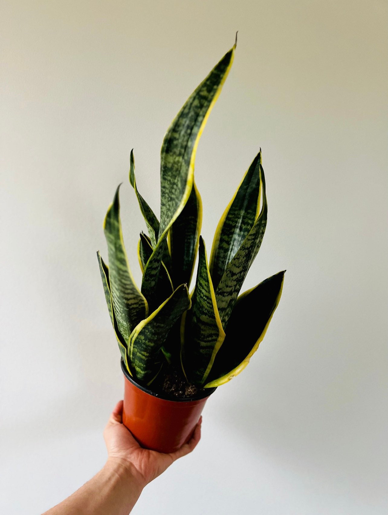 small potted succulent plants Small Cement Pumpkin Planter Succulent Arrangement