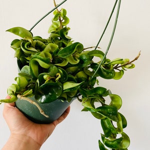 Hoya Hindu Rope Hoya Carnosa Compacta Green Hindu Rope Plant Indian Rope Crinkle Hoya Available in Different Sizes image 2